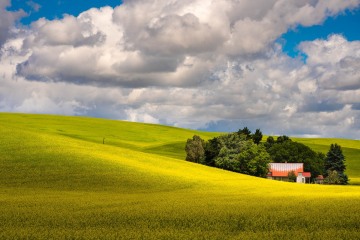 Canola Fields & Red Barn