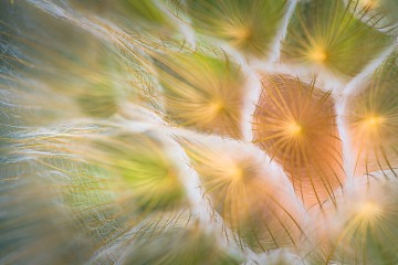 Palouse Dandelion Detail #1