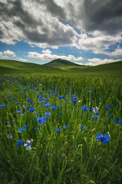 Spring Forever