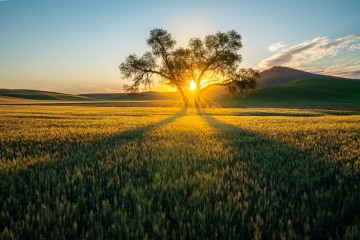 Split Tree Sunrise in Palouse