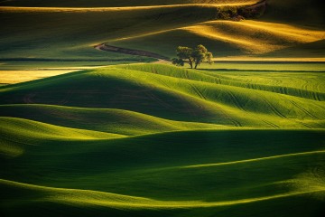 Palouse Fields at Sunset #2