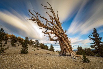 Wind Worn