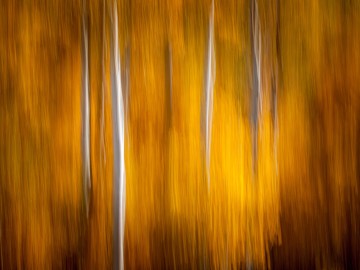 Fall Color Abstract #2