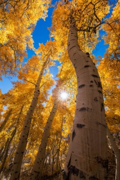 Changing of the Seasons