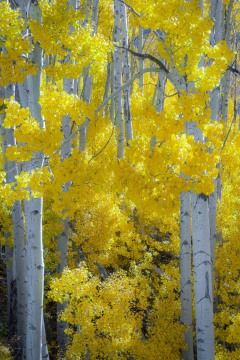Golden Grove