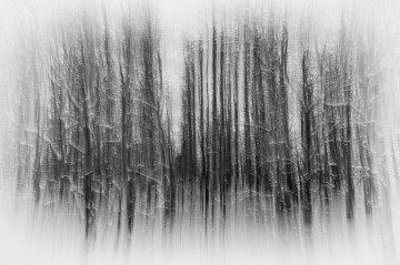 Aspen Impressions #1