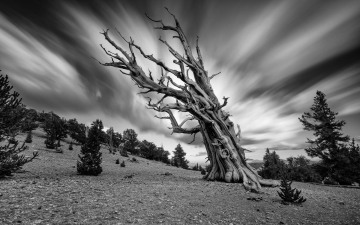 Wind Worn #2