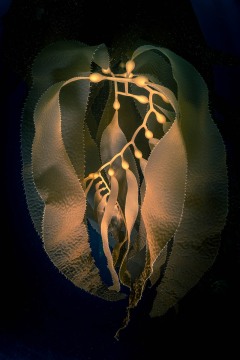 The Art of Kelp IV