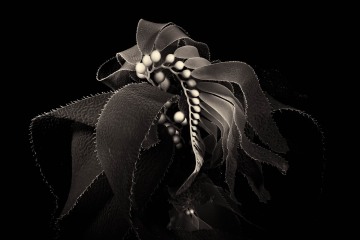The Art of Kelp II