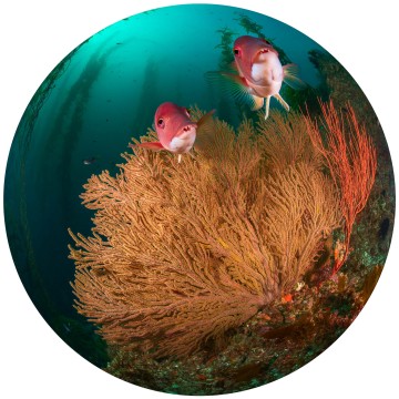 Underwater Welcome