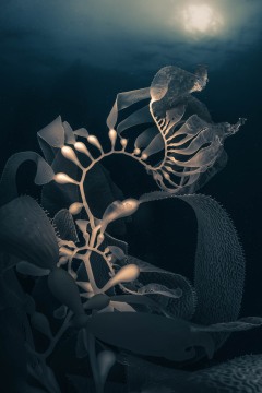 Reaching Up