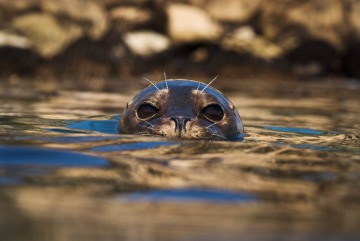 A Chance Encounter