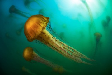Medusae Ballet