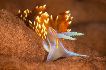 Opalescent Nudibranch #2