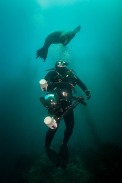 Sea Lion, Meet Diver