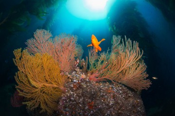 The SoCal Kelp Forest