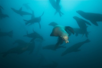 The Underwater Ballet