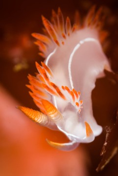 Three Lined Sea Slug