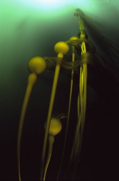 Bull Kelp Rising