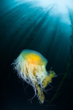 Egg-Yolk Jelly Kelp Forest