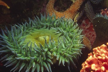 Giant Green Anemone