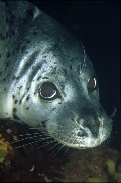 Harbor Seal Portrait