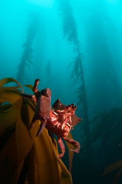 Portrait of a Kelp Crab