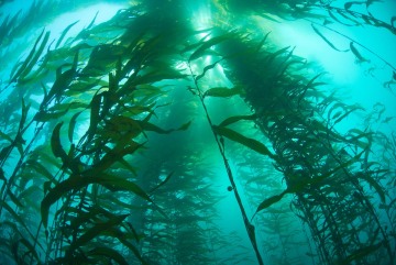 Kelp Cathedral