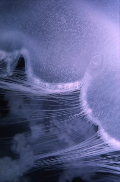 Moon Jelly Macro
