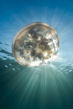 Moon Jelly Eclipse