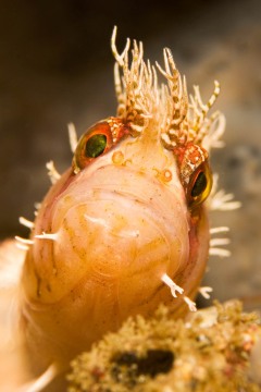 Portrait of a Mosshead Warbonnet