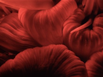 Red Anemone