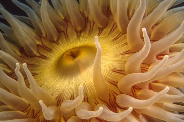 Golden Rose Anemone