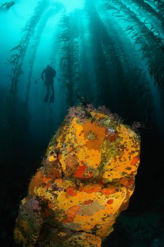 Mono Lobo Reef