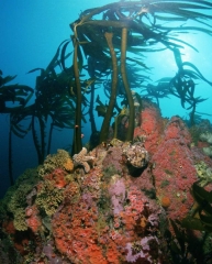 Cabezon Atop Reef