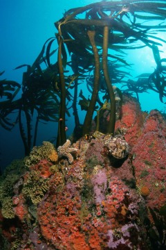 Cabezon Atop Reef