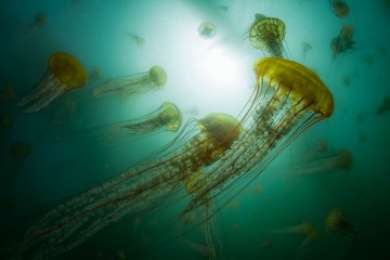 Dancing Medusae