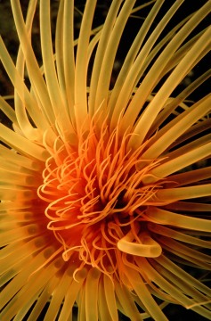 Golden Tube Anemone