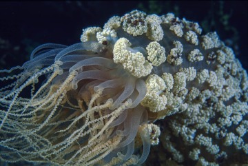 Berried Anemone
