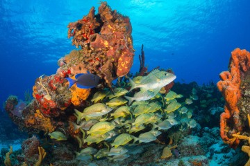 Blue Striped Grunts