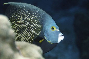 French Angelfish Portrait