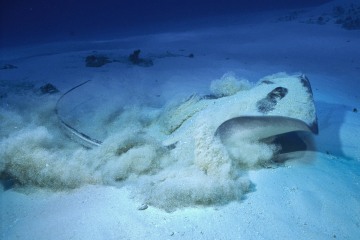 Southern Stingray