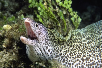 Spotted Moray Eel