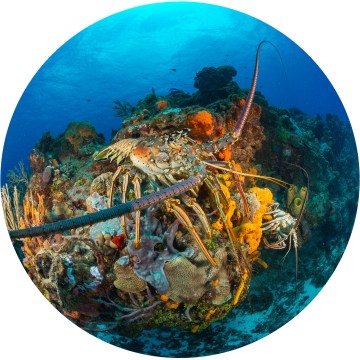 Tropical Lobster Greeting