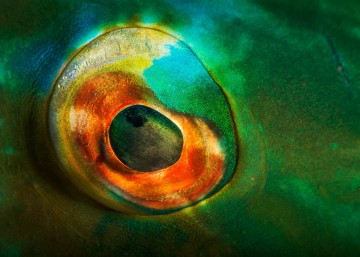 Eye of the Parrotfish