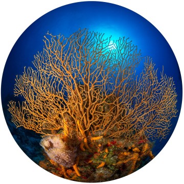 Underwater Orb