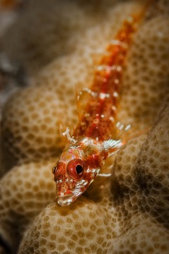 Red Blenny