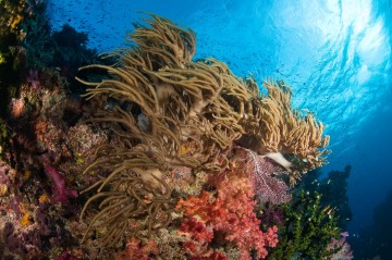 Kansas, Fiji