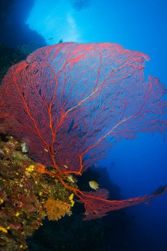20 Fathoms in Fiji