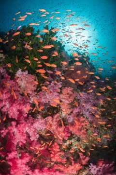 Fijian Dream